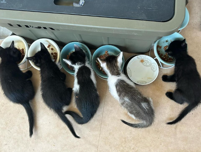 (仮)にゃんにゃんパラダイス